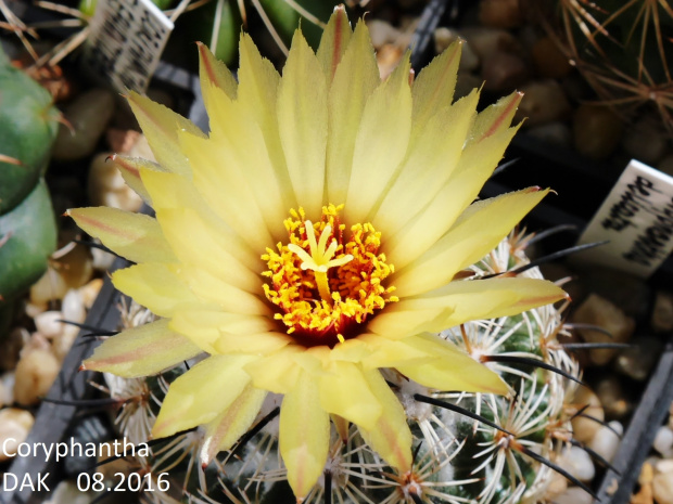 Coryphantha