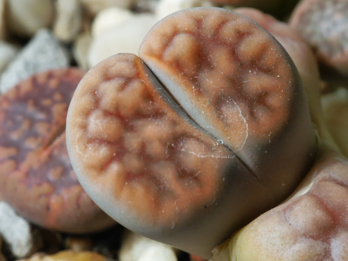 Lithops