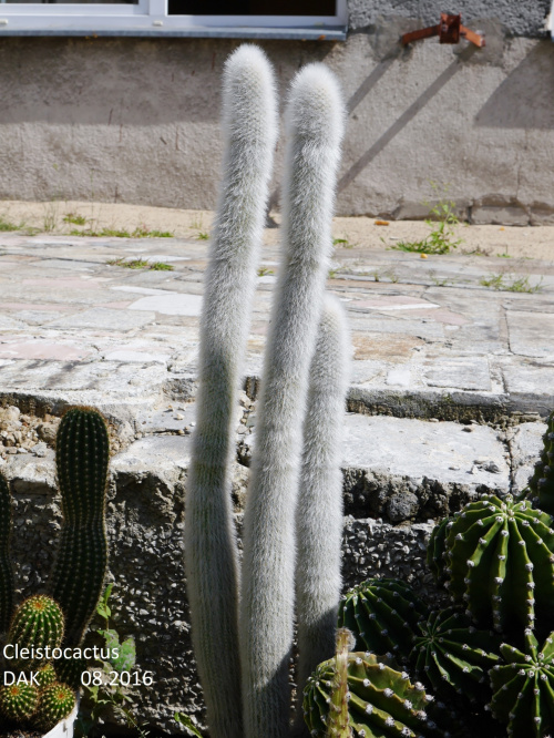 Cleistocactus