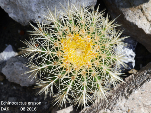 Echinocactus grusoni