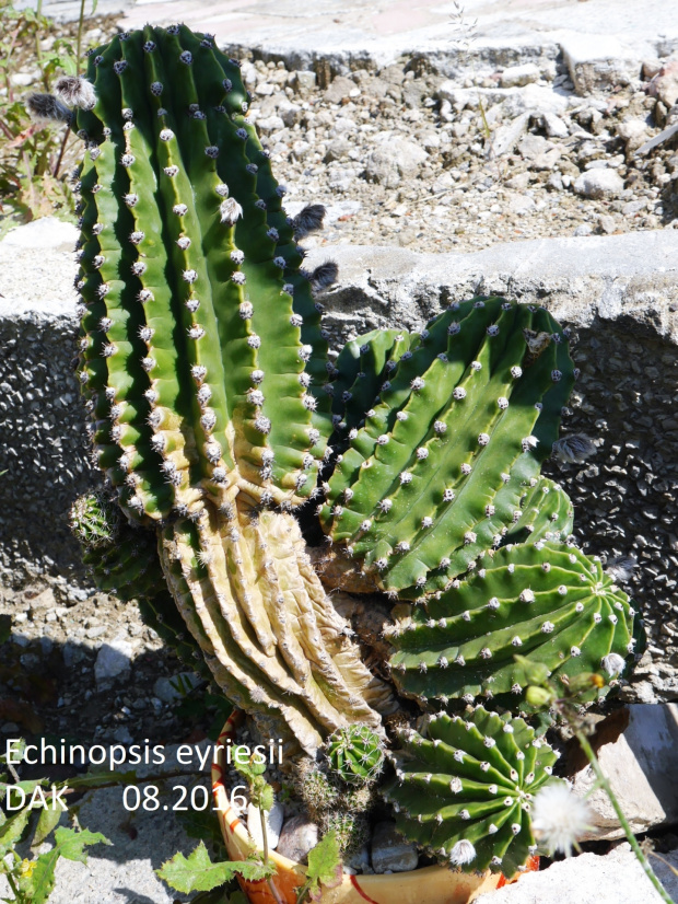 Echinopsis eyriesii