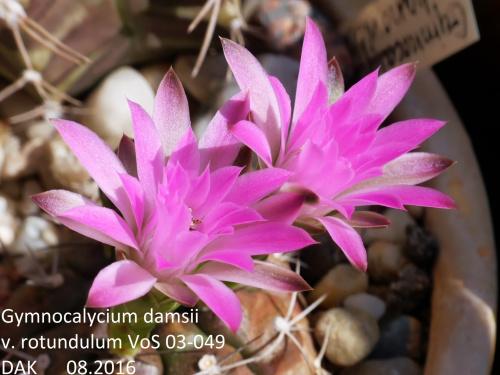 Gymnocalycium damsii v. rotundulum VoS 03-049