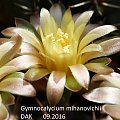 Gymnocalycium mihanovichii