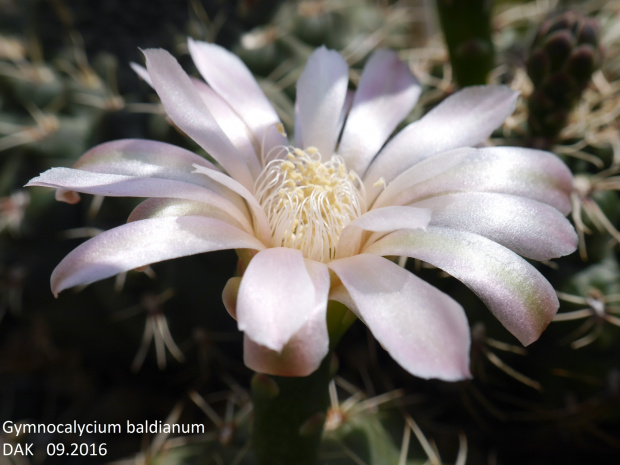 Gymnocalycium baldianum