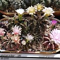 Gymnocalycium mihanovichii