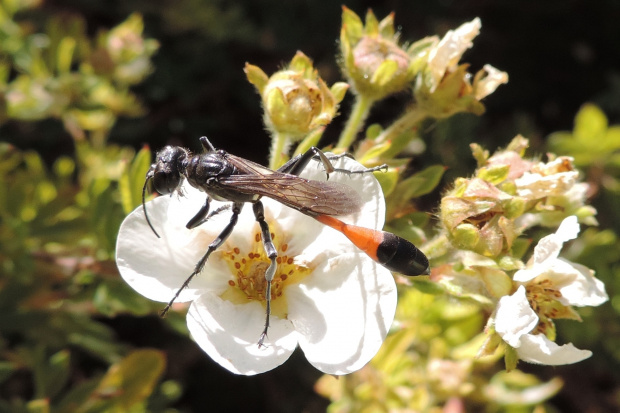 Szczerklina piaskowa (Ammophila Sabulosa)