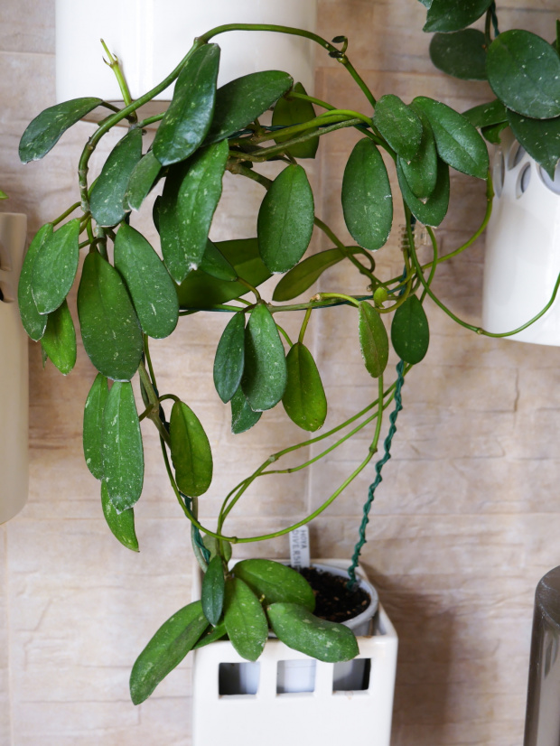 Hoya diversifolia