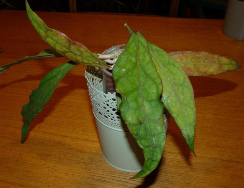 Hoya sp. aff finlaysonii IML-1725