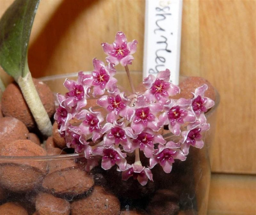 Hoya Paul Shirley