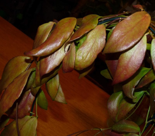 Hoya flavida
