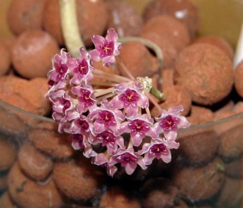 Hoya Paul Shirley
