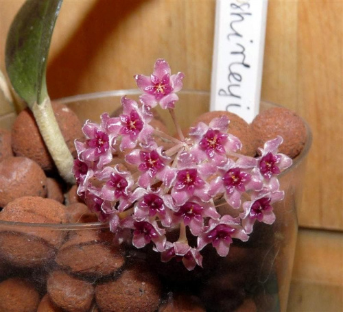 Hoya Paul Shirley