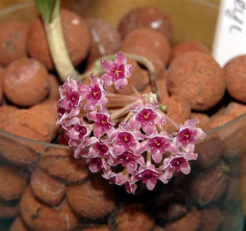 Hoya Paul Shirley