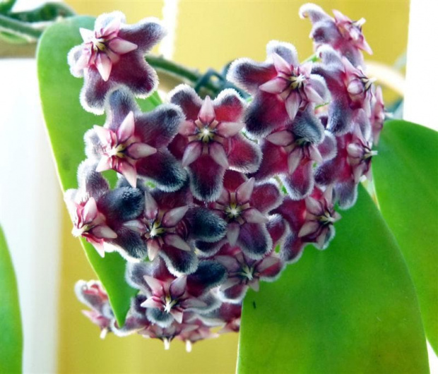 Hoya Pubicalyx Black Dragon