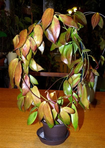 Hoya flavida