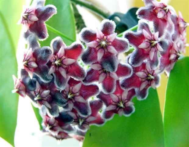 Hoya Pubicalyx Black Dragon