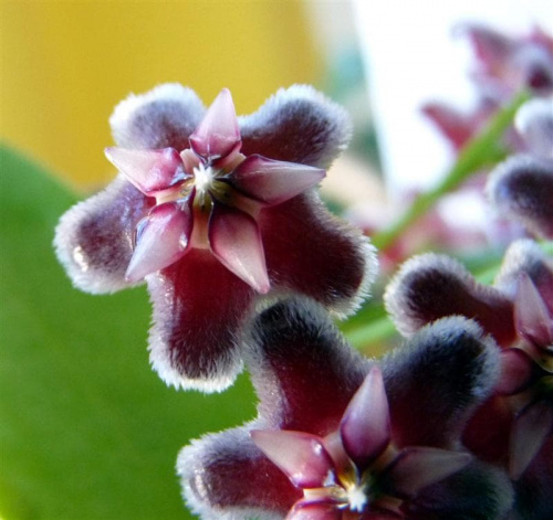 Hoya Pubicalyx Black Dragon