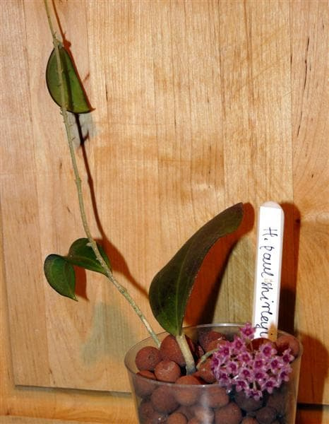 Hoya Paul Shirley