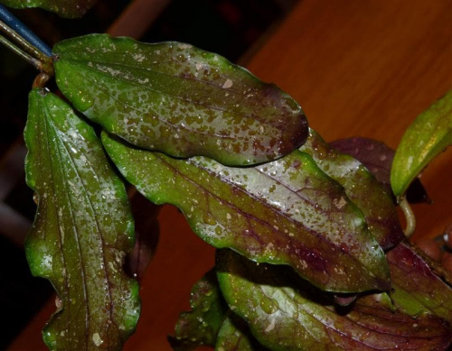 Hoya erythrina kedah peak