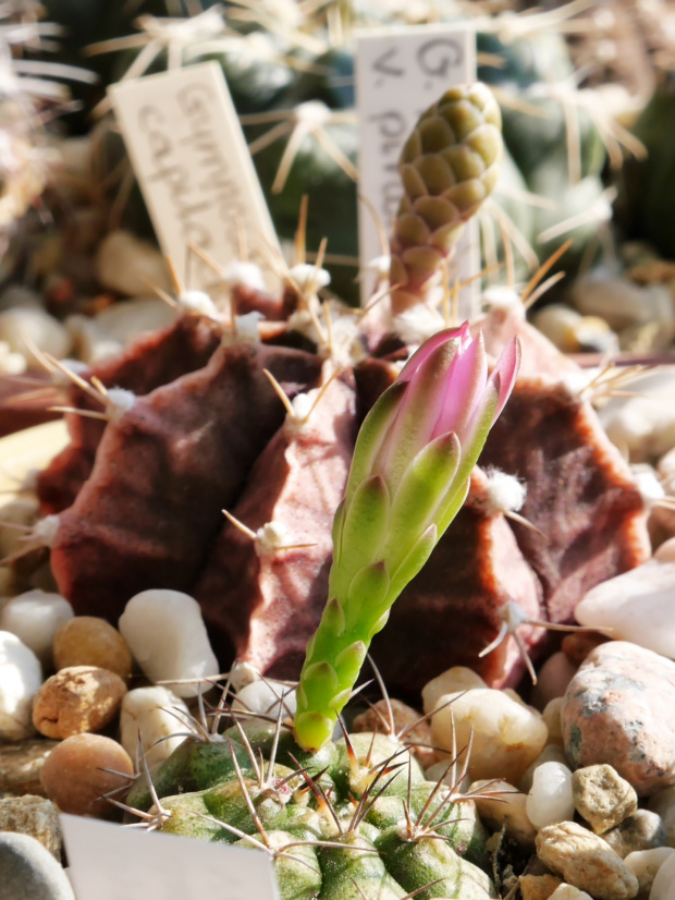 Gymnocalycium damsii v. rotundulum VoS 03-049