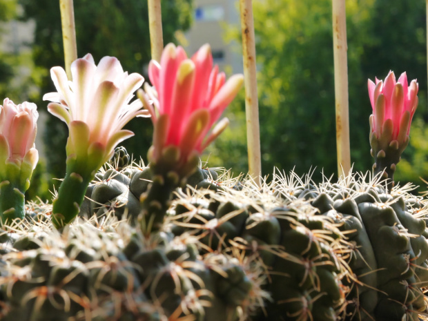 Gymnocalycium baldianum