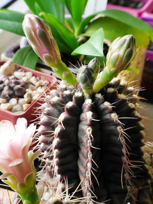 Gymnocalycium damsii