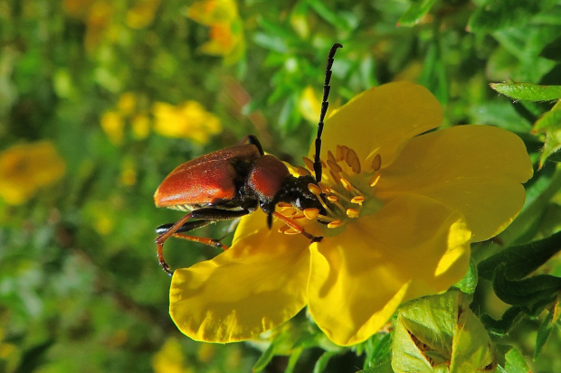 Ogniczek większy (Pyrochroa coccinea)