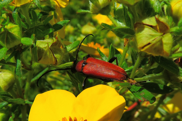 Ogniczek większy (Pyrochroa coccinea)