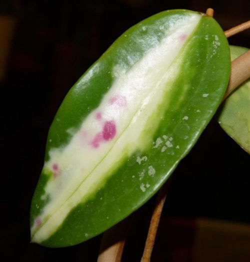 Hoya acuta variegata