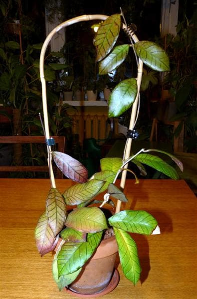Hoya sp. gunung gading