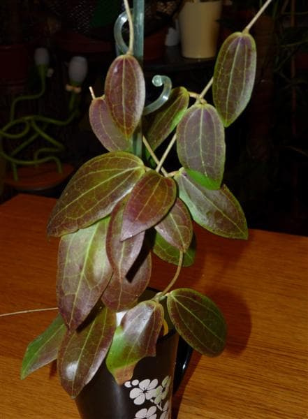 Hoya sp. Sulawesii 8867