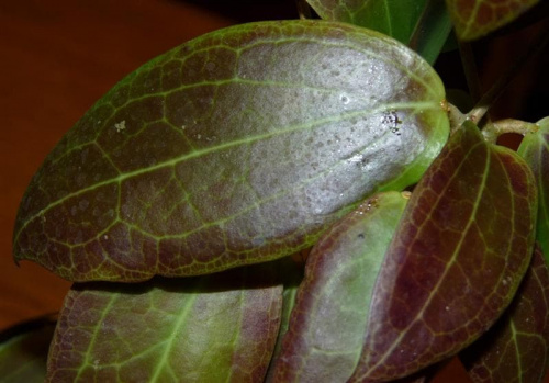 Hoya sp. Sulawesii 8867