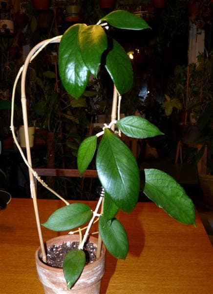 Hoya UT-038