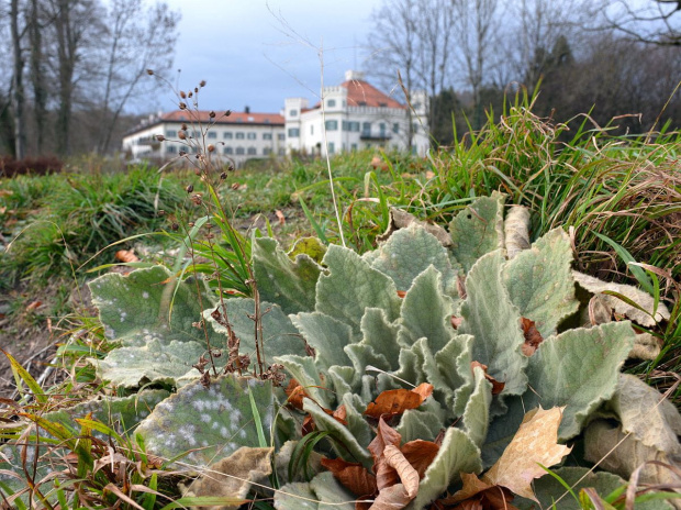 Nad jeziorem Starnberg