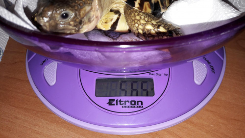 Łasuch 656 gram
